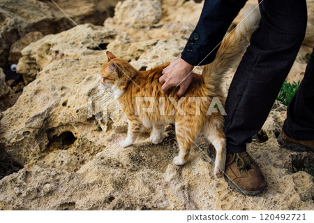 stray cats on the streets and beaches of Cyprus 120492721