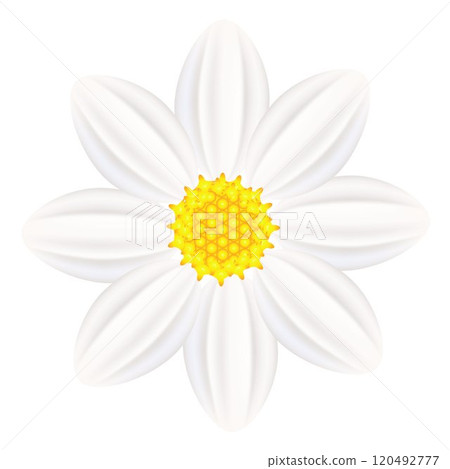 Abstract flower of white dahlia. 120492777
