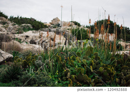 a cactus on the sea coast in Ayia Napa, Cyprus 120492888