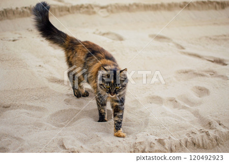 stray cats on the streets and beaches of Cyprus 120492923
