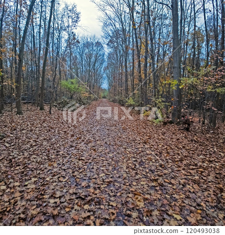 Autumn forest path covered in colorful fallen leaves, lined with bare trees, creating a serene seasonal setting Autumn forest path covered in colorful fallen leaves, lined with bare trees, creating a serene seasonal setting 120493038