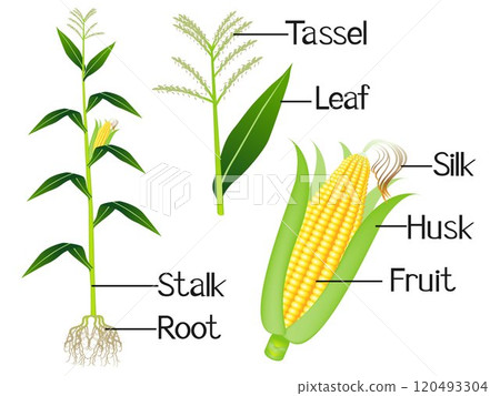 The illustration shows part of the corn plants. The illustration shows part of the corn plants. 120493304