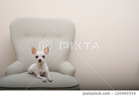 A small white Chihuahua dog lying in a large armchair, gracefully stretching out its legs and looking at the camera. A small white Chihuahua dog lying in a large armchair, gracefully stretching out its legs and looking at the camera. 120493354