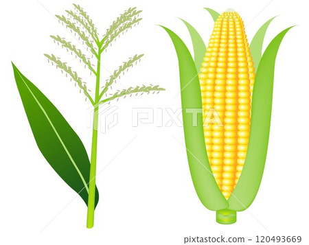 Corn tassels and ears of ripe corn isolated on white background 120493669
