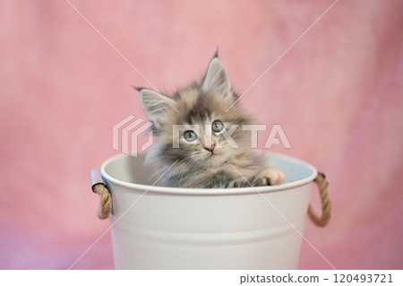 Maine Coon kitten in a pink bag and pot cover 120493721