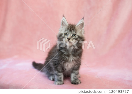 Pink back and Maine Coon kitten 120493727