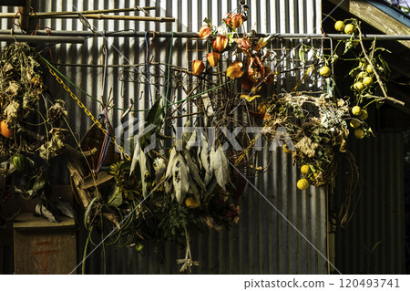 Fruits and ground cherries hanging from the eaves Fruits and ground cherries hanging from the eaves 120493741