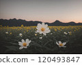 a field of white and yellow flowers 120493847