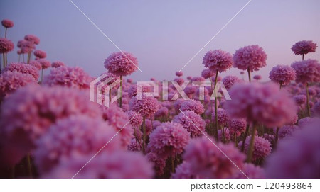 rows of vibrant pink flowers 120493864