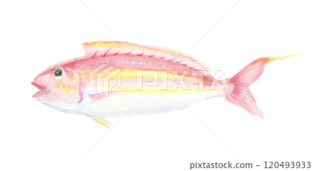 A left-facing threadfin tuna - Stock Illustration [120493933] - PIXTA