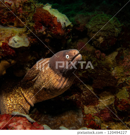Yellowmargin Moray Eel or Gymnothorax flavimarginatus in a coral reef in Puerto Galera, Philippines Yellowmargin Moray Eel or Gymnothorax flavimarginatus in a coral reef in Puerto Galera, Philippines 120494227
