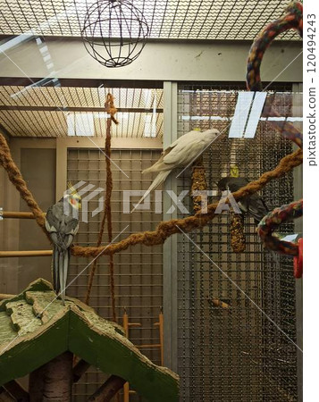 Cute white parrot pet side.Sits in a large enclosure. Local pet store Cute white parrot pet side.Sits in a large enclosure. Local pet store 120494243