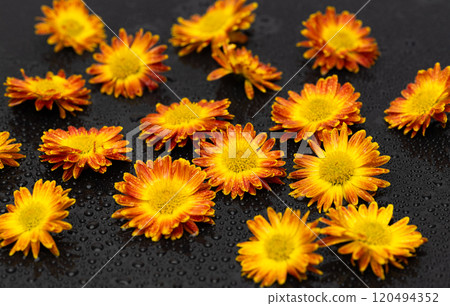 yellow chrysanthemum 120494352
