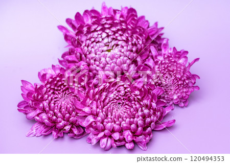 lilac chrysanthemum 120494353