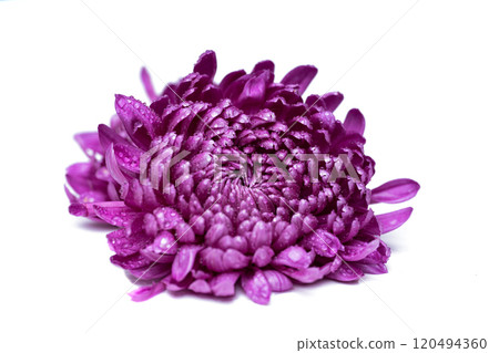 lilac chrysanthemum isolated lilac chrysanthemum isolated 120494360