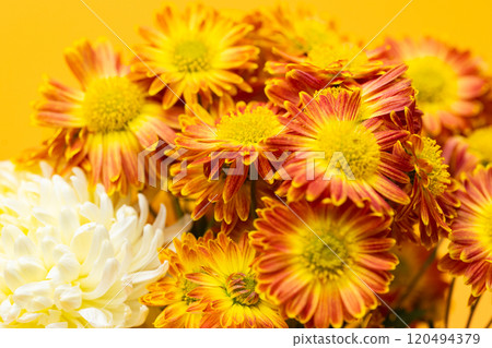 beautiful chrysanthemum beautiful chrysanthemum 120494379