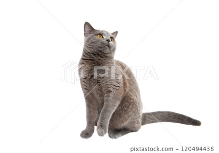 gray cat gray cat 120494438