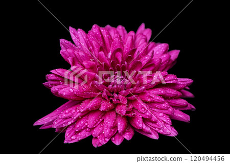 beautiful chrysanthemum beautiful chrysanthemum 120494456