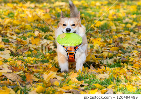 Pembroke corgi among autumn yellow leaves 120494489