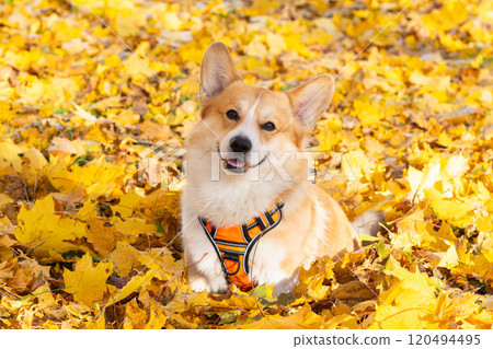 Pembroke corgi among autumn yellow leaves Pembroke corgi among autumn yellow leaves 120494495