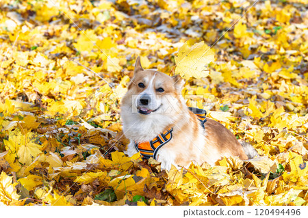Pembroke corgi among autumn yellow leaves Pembroke corgi among autumn yellow leaves 120494496