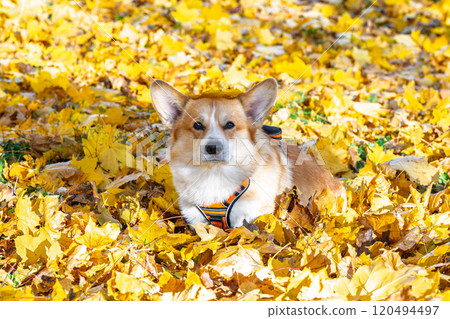 Pembroke corgi among autumn yellow leaves Pembroke corgi among autumn yellow leaves 120494497