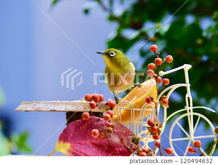 Our garden has become even more enjoyable with the addition of white-eyes. Our garden has become even more enjoyable with the addition of white-eyes. 120494632