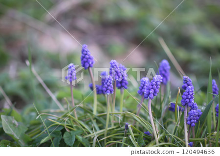 Bell-shaped blue flowers of Muscari armeniacum plant, or grape-hyacinth. Bell-shaped blue flowers of Muscari armeniacum plant, or grape-hyacinth. 120494636