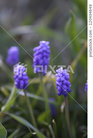 Bell-shaped blue flowers of Muscari armeniacum plant, or grape-hyacinth. 120494649