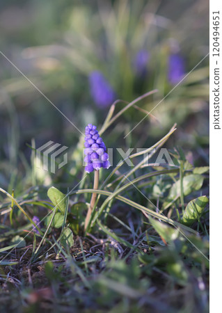 Bell-shaped blue flowers of Muscari armeniacum plant, or grape-hyacinth. Bell-shaped blue flowers of Muscari armeniacum plant, or grape-hyacinth. 120494651