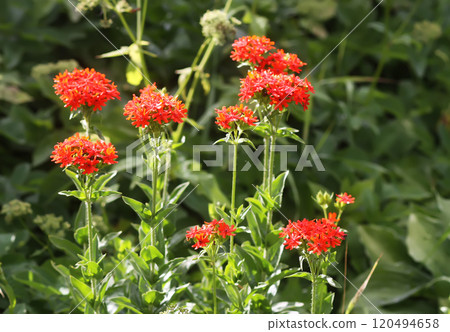 Red Lychnis chalcedonica plants in a flowering season in the garden. 120494658