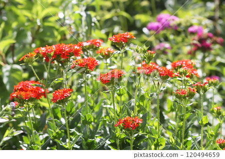 Red Lychnis chalcedonica plants in a flowering season in the garden. 120494659