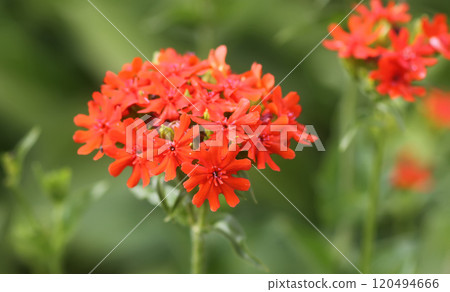 Red Lychnis chalcedonica plants in a flowering season in the garden. 120494666