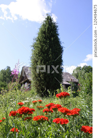 Red Lychnis chalcedonica plants in a flowering season in the garden. Red Lychnis chalcedonica plants in a flowering season in the garden. 120494675
