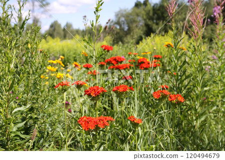 Red Lychnis chalcedonica plants in a flowering season in the garden. 120494679