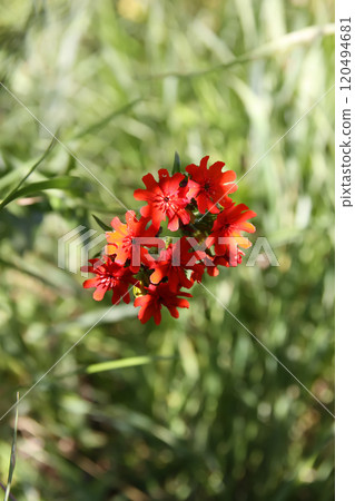 Red Lychnis chalcedonica plants in a flowering season in the garden. Red Lychnis chalcedonica plants in a flowering season in the garden. 120494681