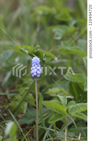 Bell-shaped blue flowers of Muscari armeniacum plant, or grape-hyacinth. Bell-shaped blue flowers of Muscari armeniacum plant, or grape-hyacinth. 120494720