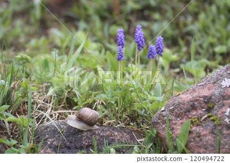 Bell-shaped blue flowers of Muscari armeniacum plant, or grape-hyacinth. Bell-shaped blue flowers of Muscari armeniacum plant, or grape-hyacinth. 120494722