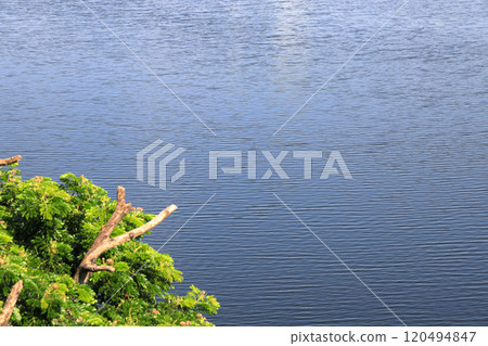 Water surface background with sun reflections. Aerial view of Waves on Water surface with Defocus blurred green Tree at the corner. 120494847