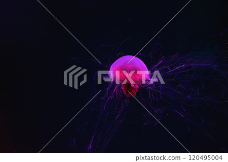 Fluorescent lion's mane jellyfish swimming underwater aquarium pool with red neon light. Fluorescent lion's mane jellyfish swimming underwater aquarium pool with red neon light. 120495004