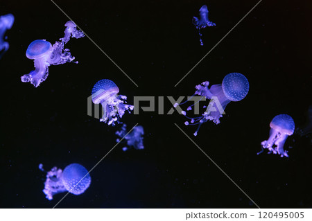 Group of fluorescent jellyfish floating underwater aquarium pool wtih blue neon light Group of fluorescent jellyfish floating underwater aquarium pool wtih blue neon light 120495005