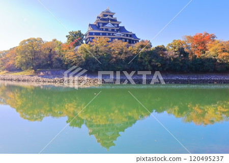 [Okayama Prefecture] Okayama Castle and Asahikawa River in yellow leaves (after major renovation in the Reiwa era) 120495237