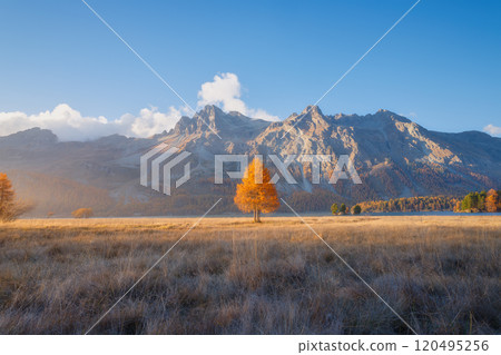 Autumn landscape in Switzerland. Sunrise in the mountains. Fog and autumn tree. 120495256