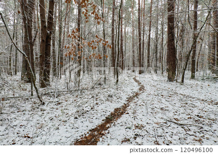 autumn forest in snow 120496100