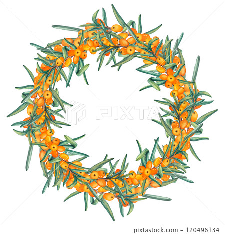 Wreath of sea buckthorn branches. Watercolor illustrations of a round frame of ripe orange berries. Clip art for product labels, packaging cosmetics, foods, medicine and tea 120496134