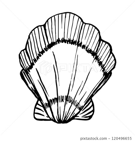 Line Art Illustration of Shell. Vector Seashells in Black and White style. Drawing mollusk isolated on white background. Stylized graphics. Underwater world line art for design label, postcards 120496655