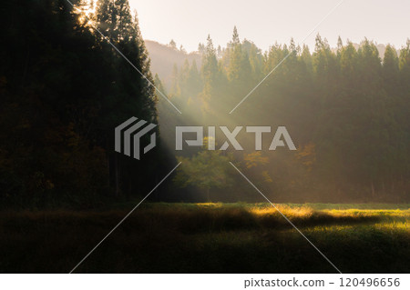Autumn leaves illuminated by the rays of dawn 120496656