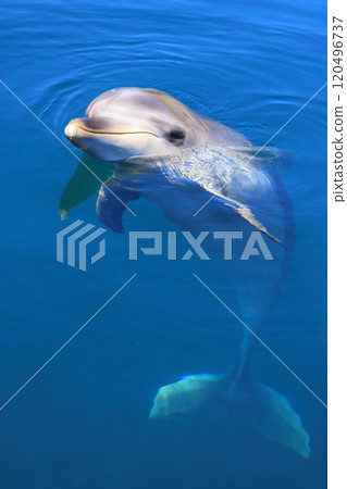 海豚(垂直構圖) 海豚(垂直構圖) 120496737