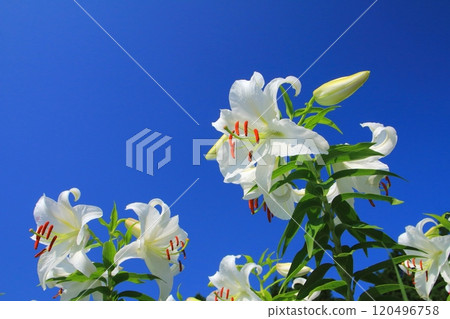 卡薩布蘭卡盛開和藍天（夏季圖片） 120496758