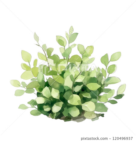 Watercolor illustration of a green leafy bush on a transparent background. Suitable for nature designs, garden projects, botanical illustrations, and eco-friendly themes, adding a fresh. Watercolor illustration of a green leafy bush on a transparent background. Suitable for nature designs, garden projects, botanical illustrations, and eco-friendly themes, adding a fresh. 120496937